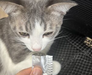 ねこり